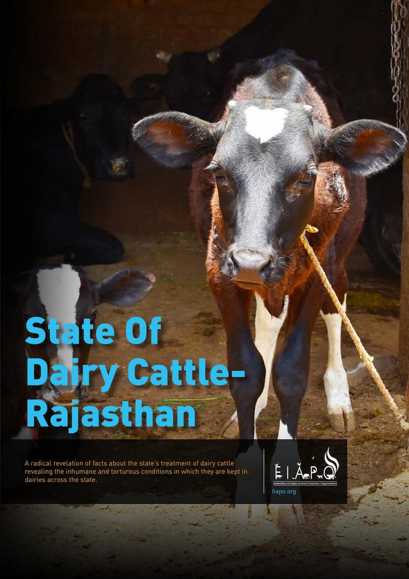 First page of State Of Dairy Cattle Rajasthan Report